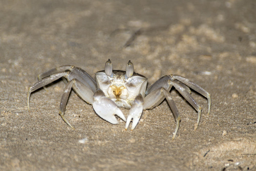 Crab crawling