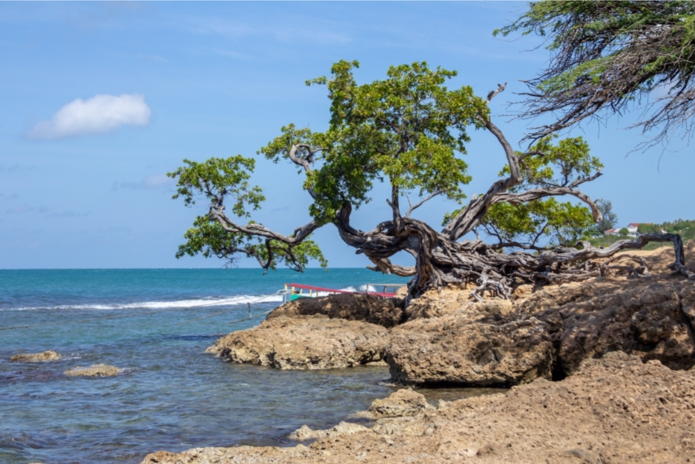 Treasure beach